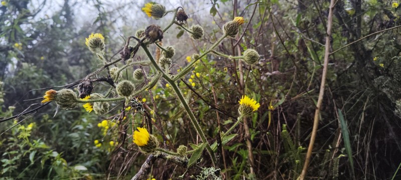 Hieracium mapirense