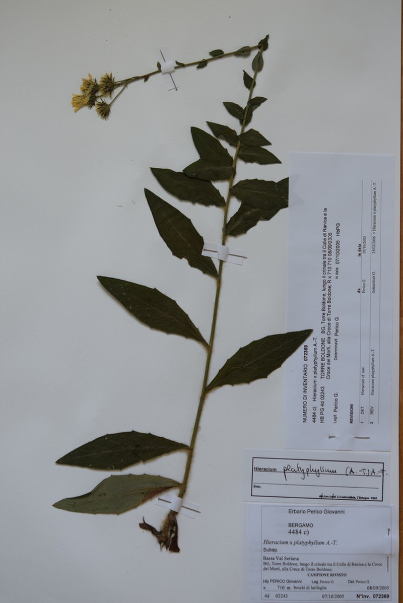 Hieracium maranzae