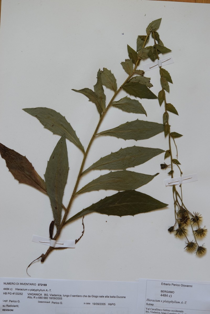 Hieracium maranzae photo 2