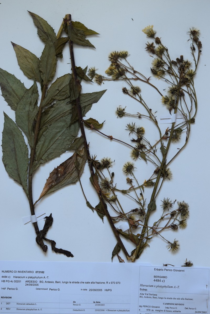 Hieracium maranzae photo 3