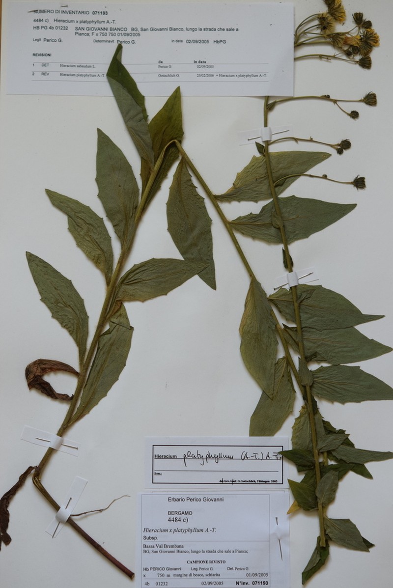 Hieracium maranzae photo 4