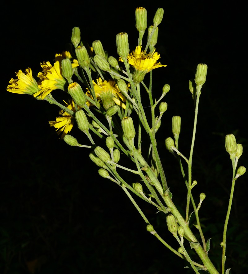 Hieracium maranzae photo 6