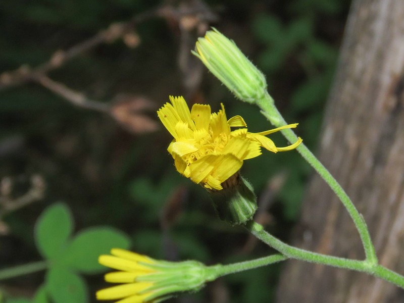 Hieracium maranzae photo 7