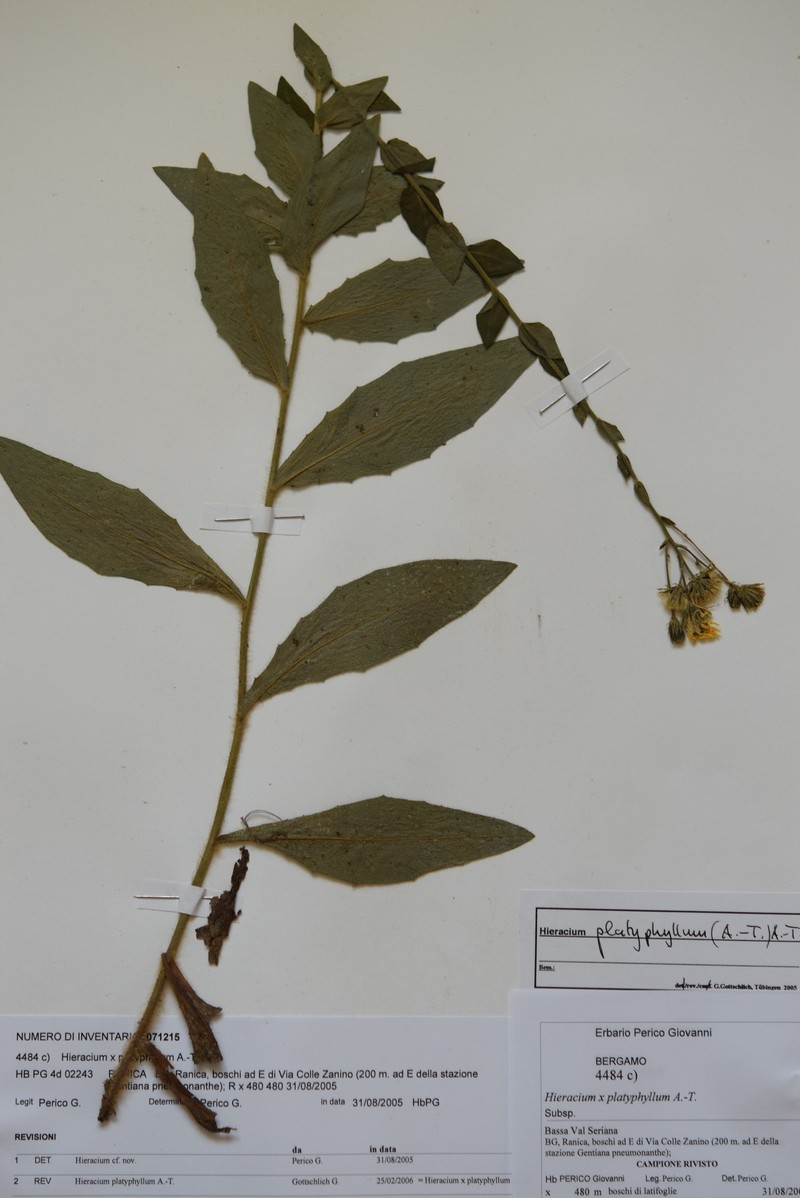Hieracium maranzae photo 8