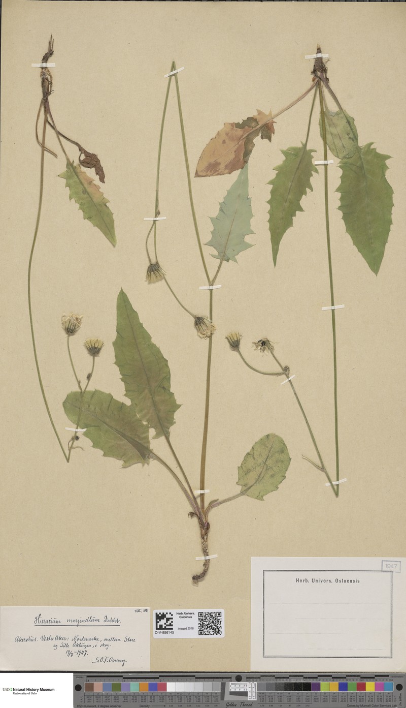 Hieracium marginellum