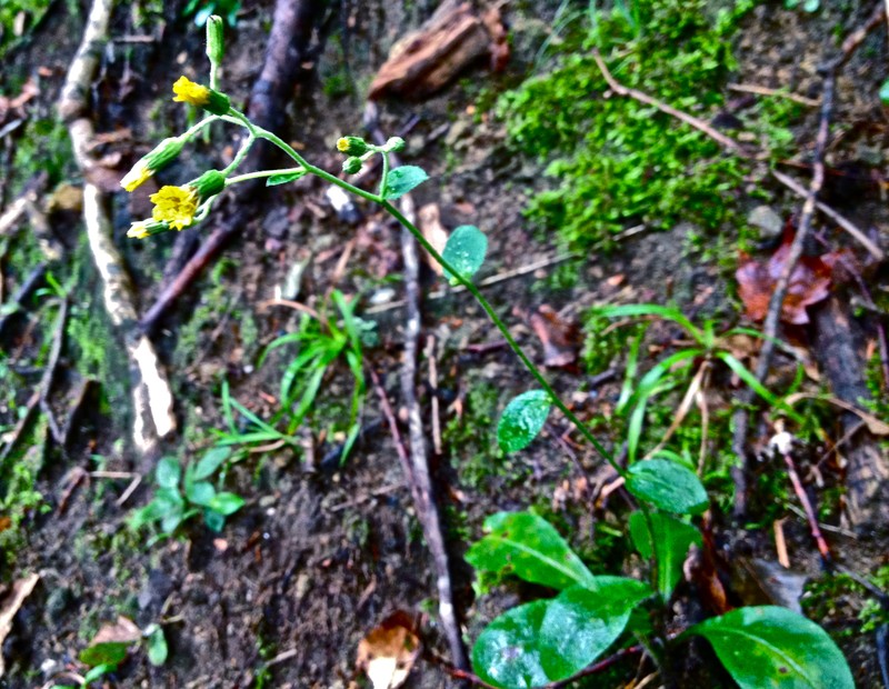 Maryland Hawkweed photo 5