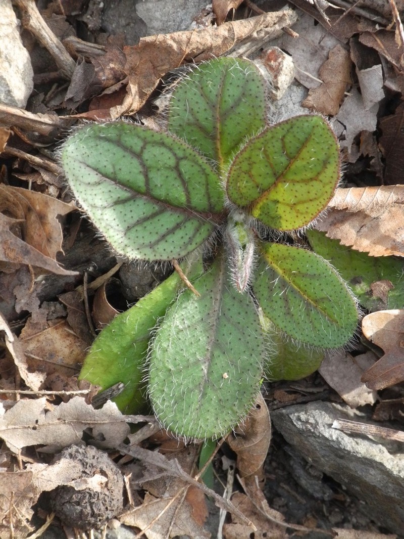 Maryland Hawkweed photo 3
