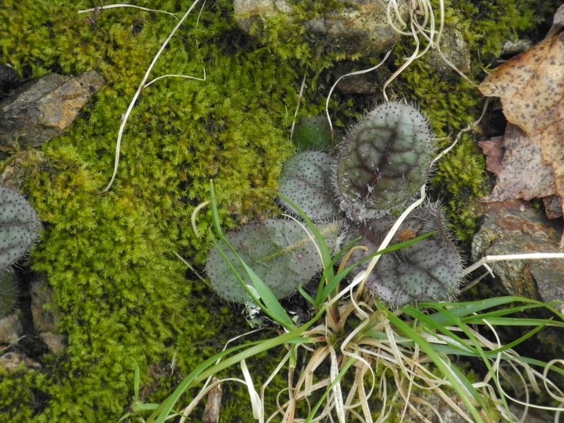 Maryland Hawkweed photo 4