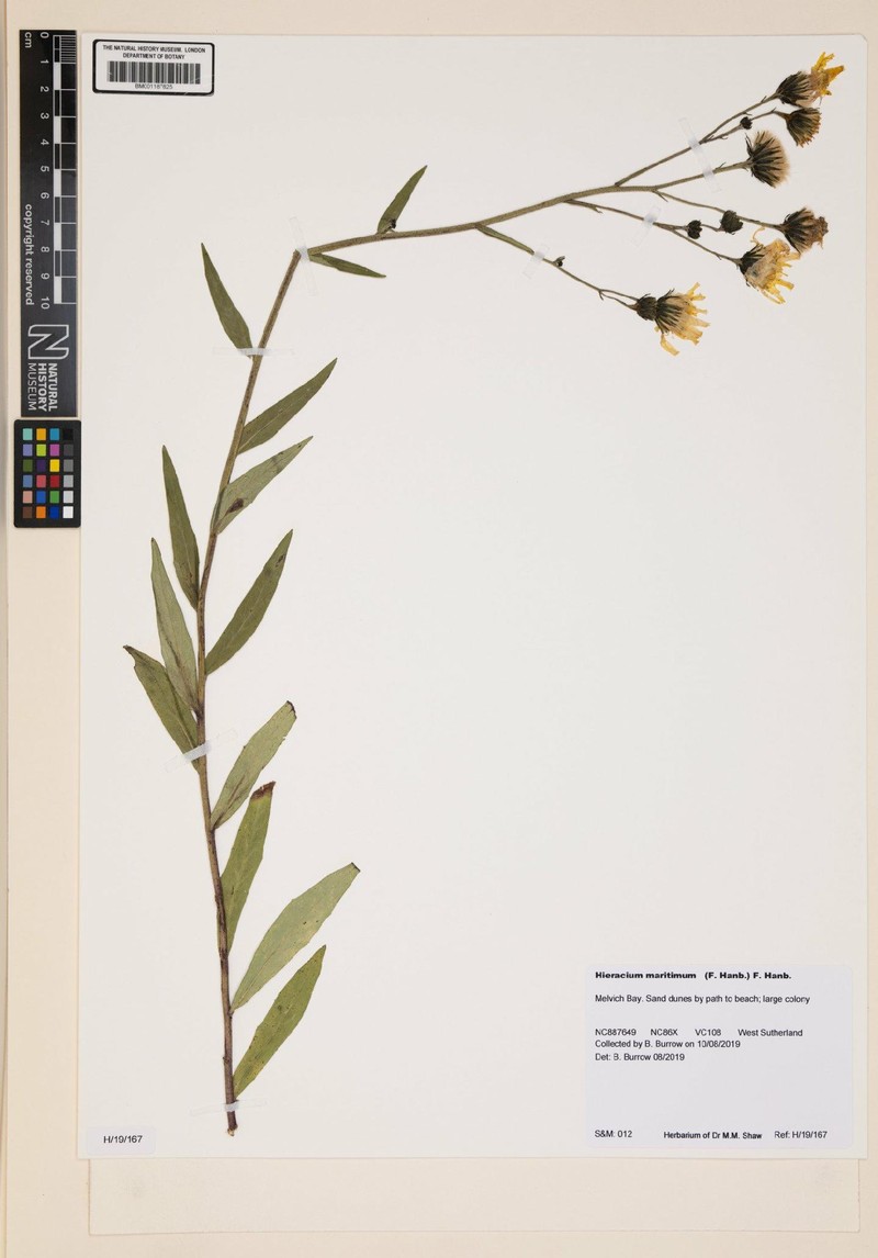 Hieracium maritimum