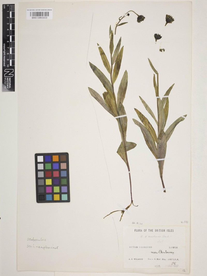 Hieracium maritimum photo 2