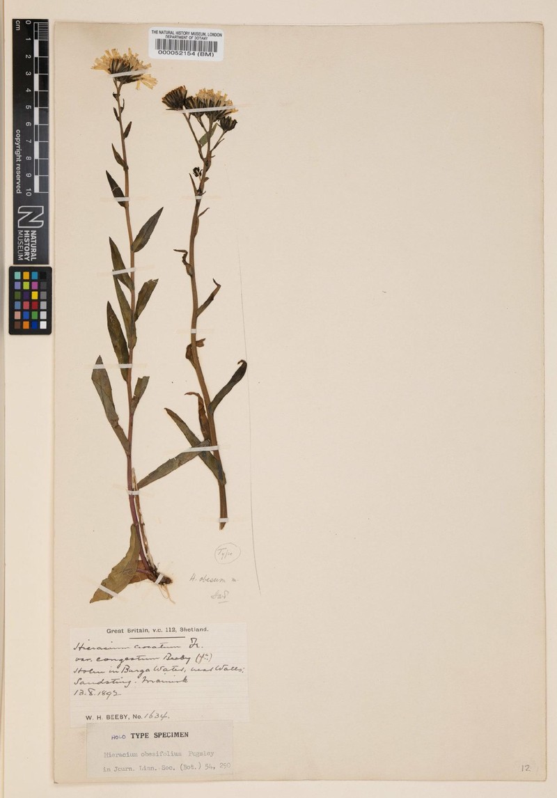 Hieracium maritimum photo 3