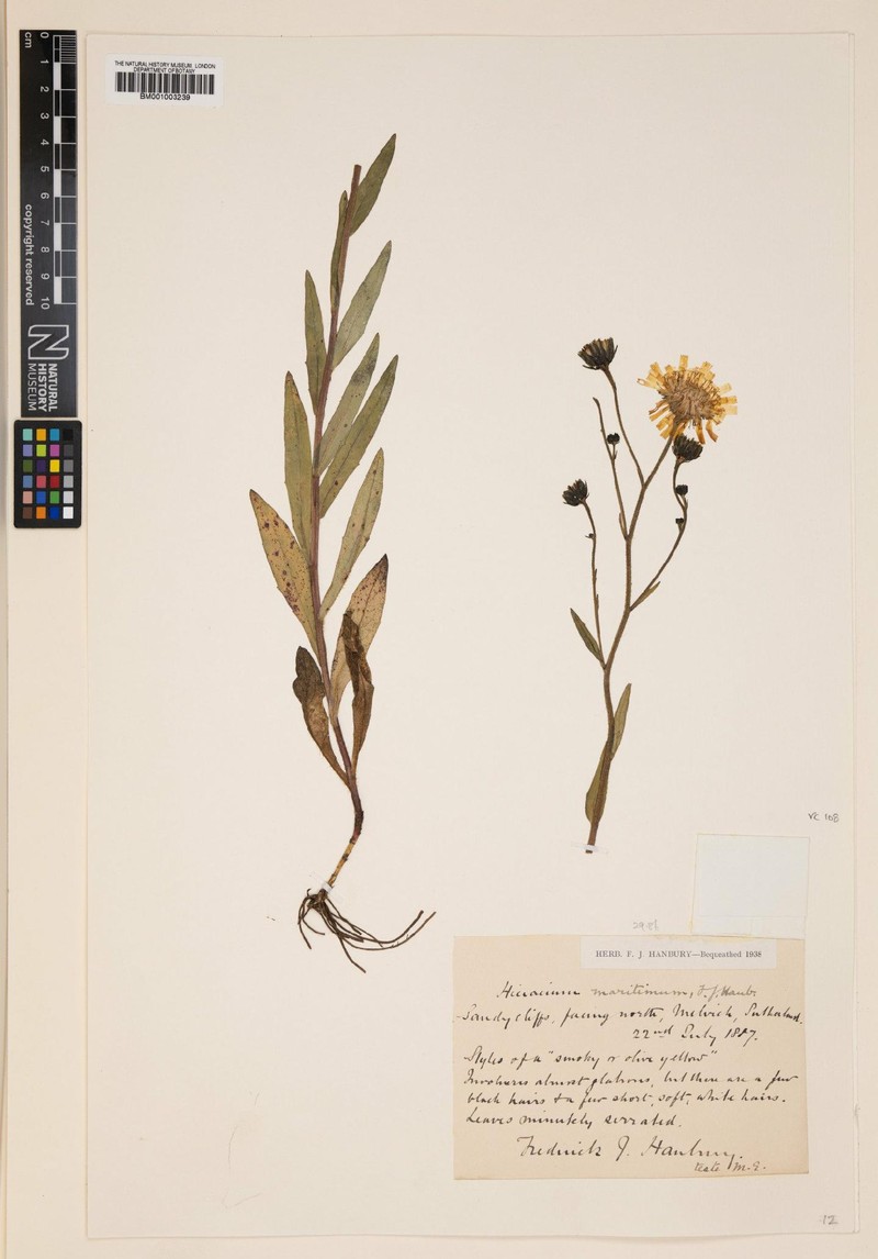 Hieracium maritimum photo 4
