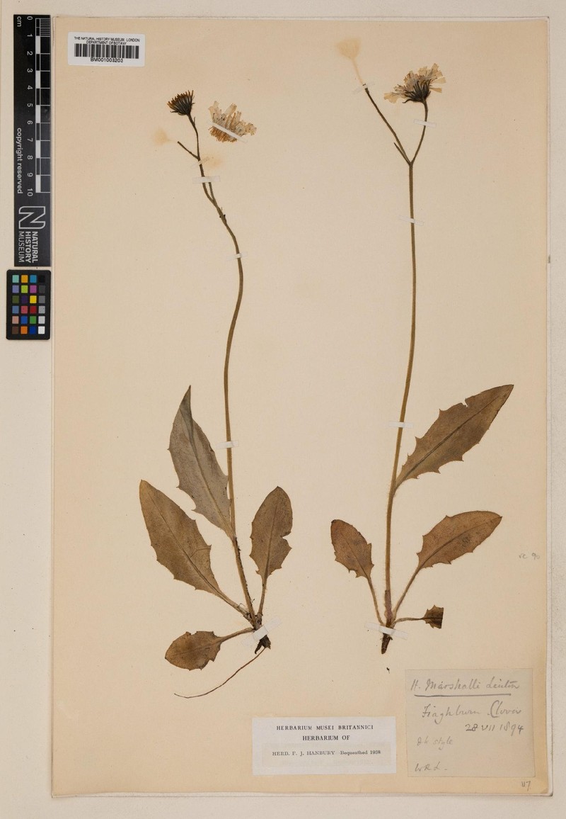 Hieracium marshallii