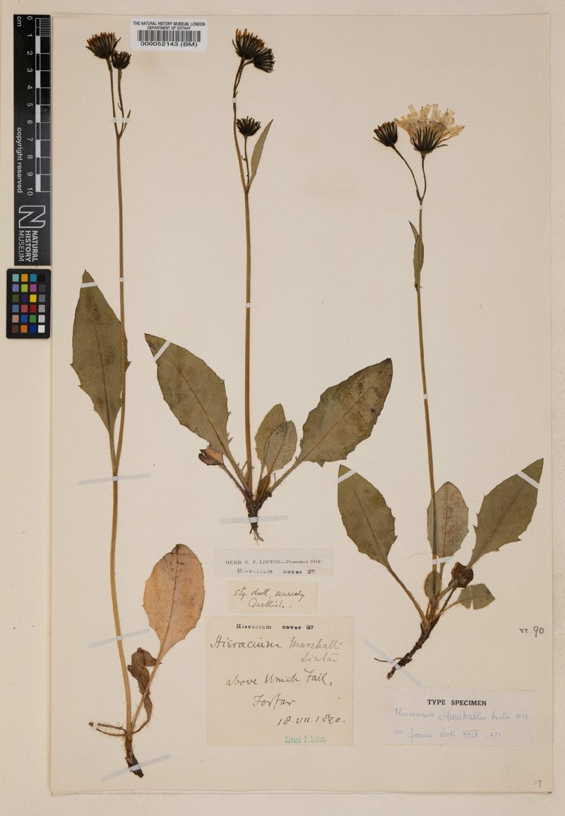 Hieracium marshallii photo 2