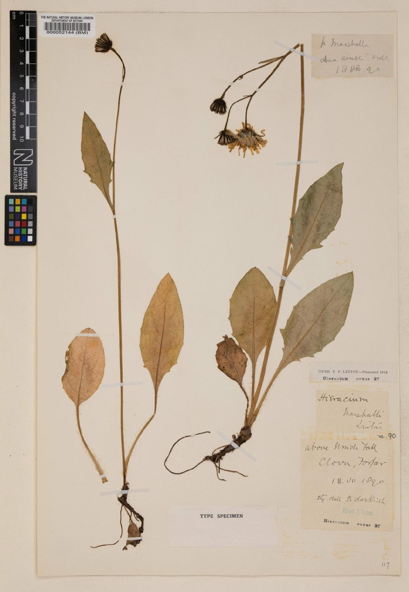 Hieracium marshallii photo 3
