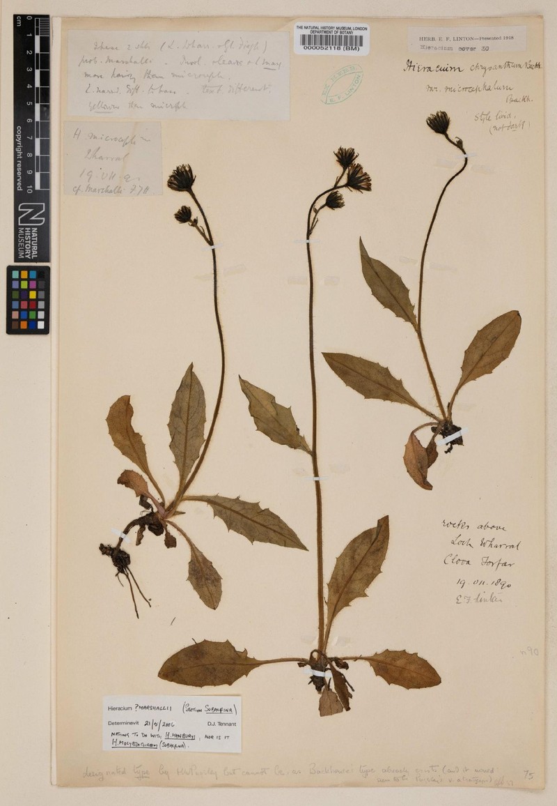 Hieracium marshallii photo 4