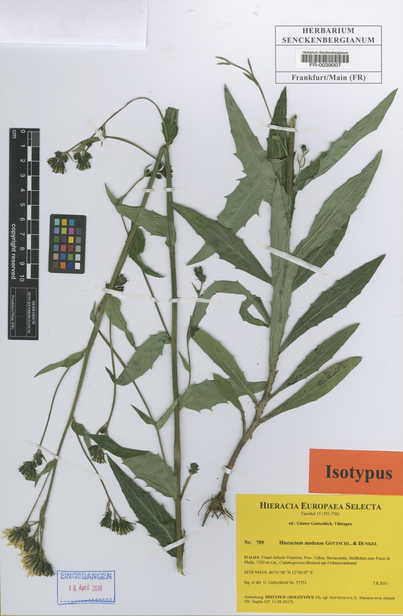 Hieracium medense