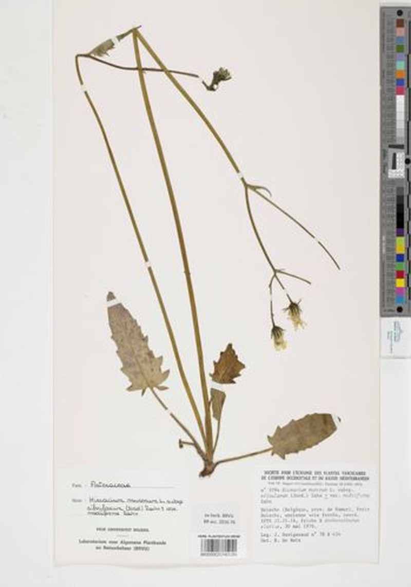 Hieracium mediiforme
