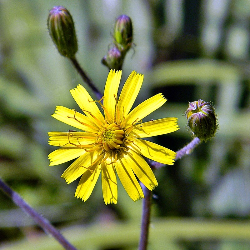 Coastal Plain Hawkweed