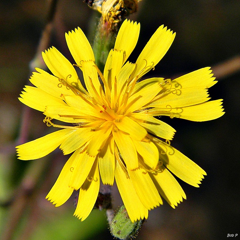 Coastal Plain Hawkweed photo 2