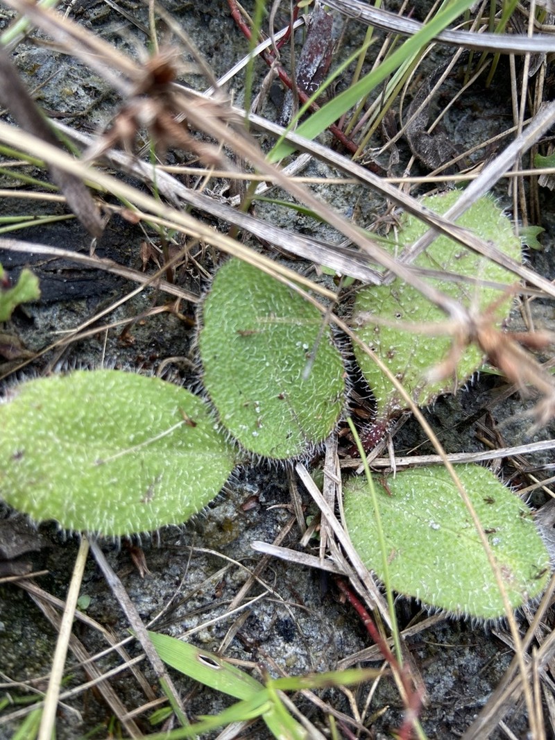 Coastal Plain Hawkweed