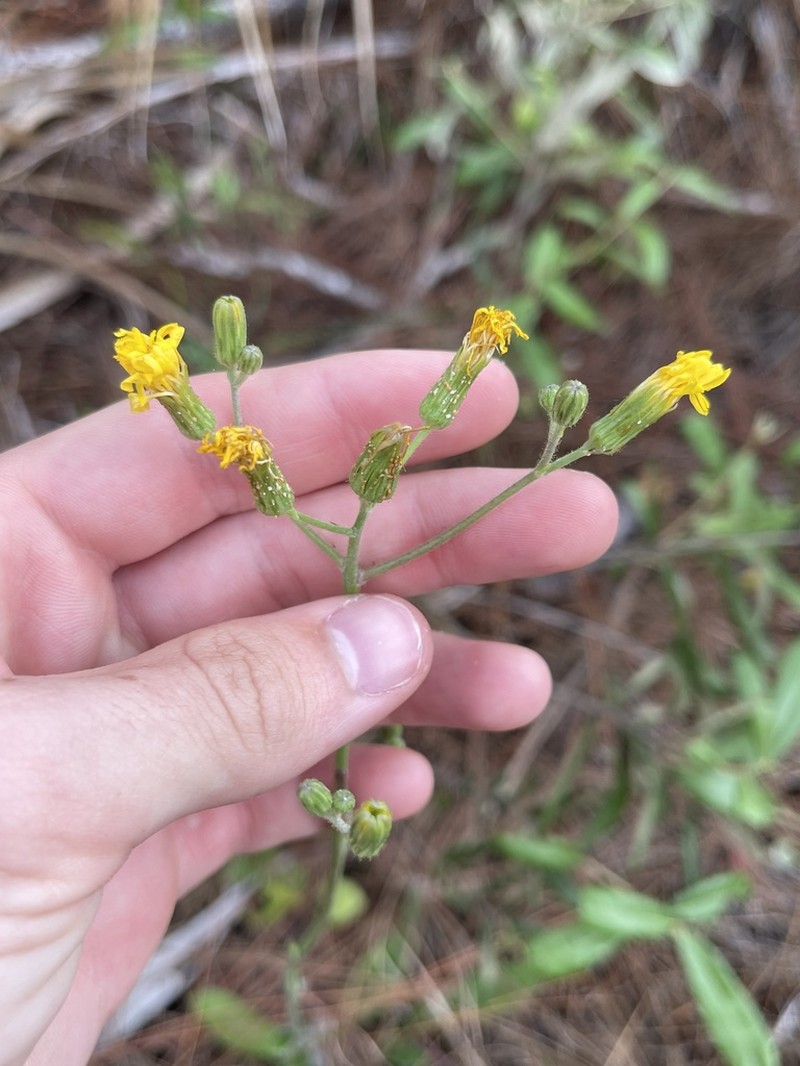 Coastal Plain Hawkweed photo 2