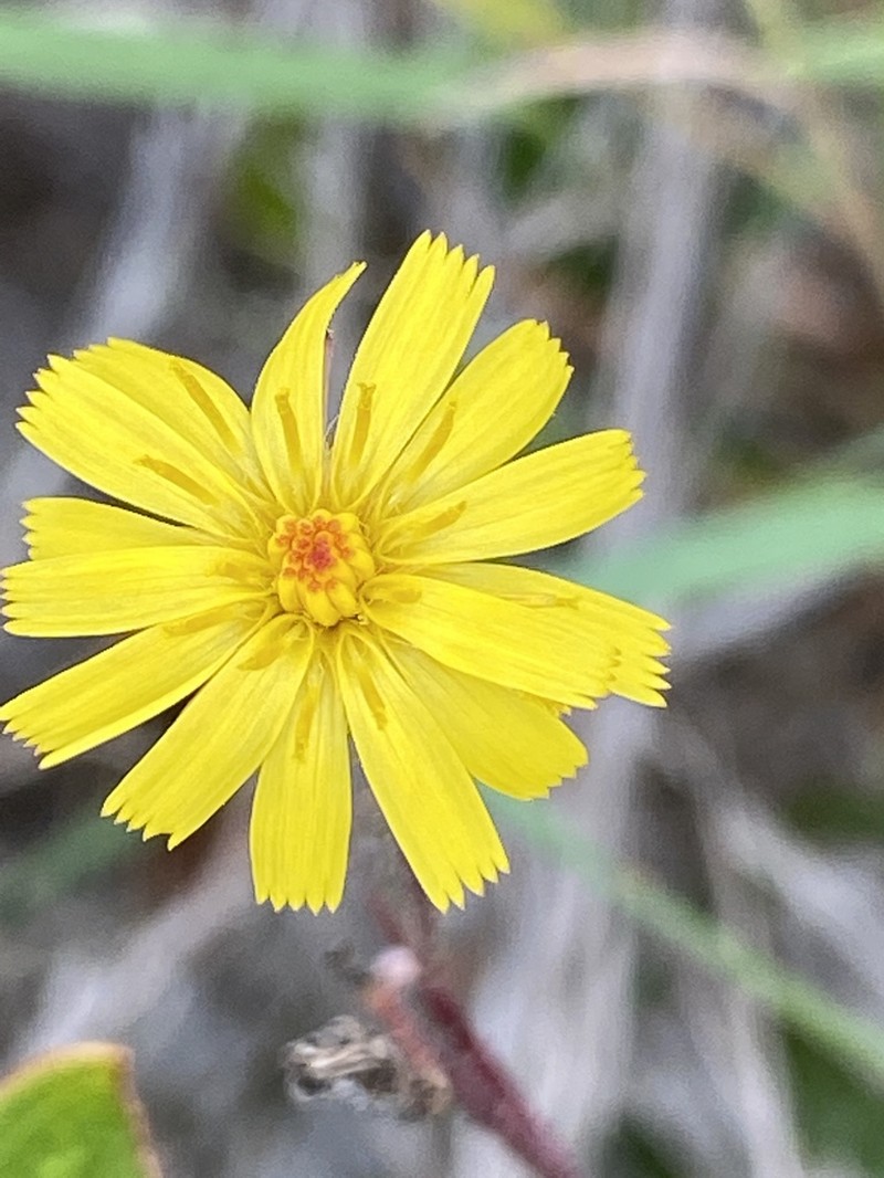 Coastal Plain Hawkweed photo 3