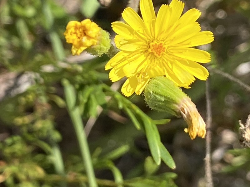 Coastal Plain Hawkweed photo 4