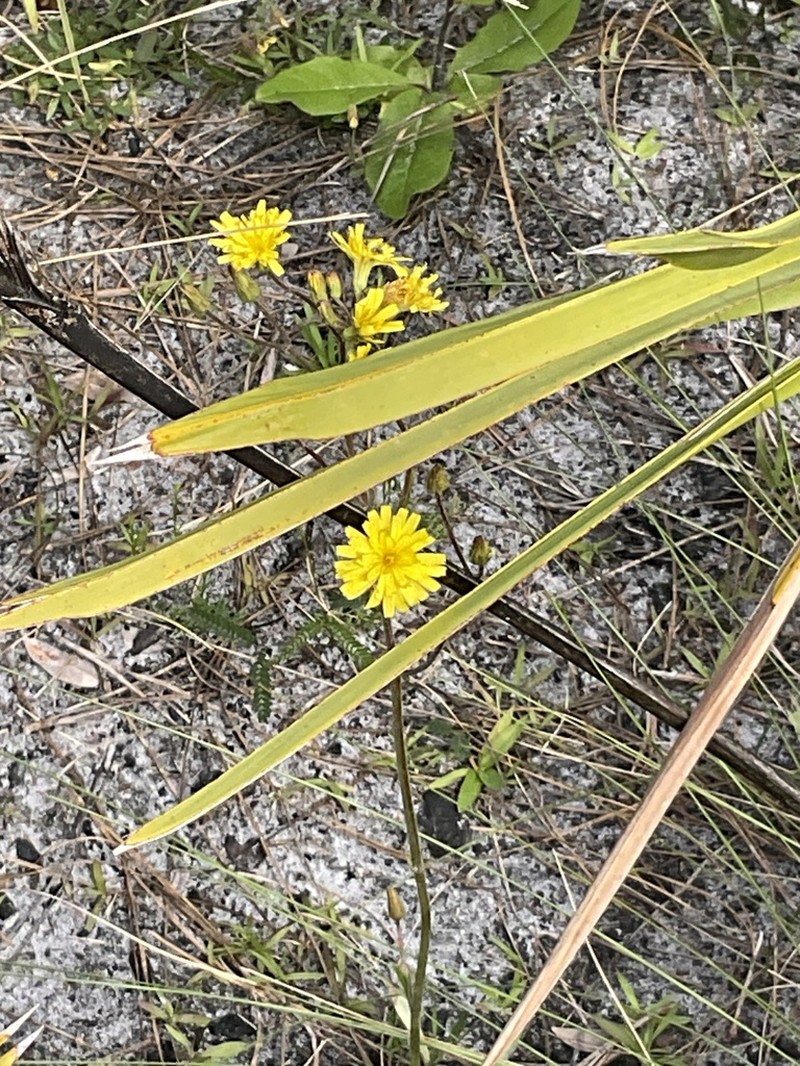 Coastal Plain Hawkweed photo 5