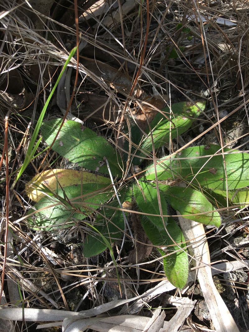 Coastal Plain Hawkweed photo 6