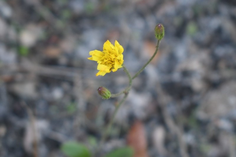 Coastal Plain Hawkweed photo 7