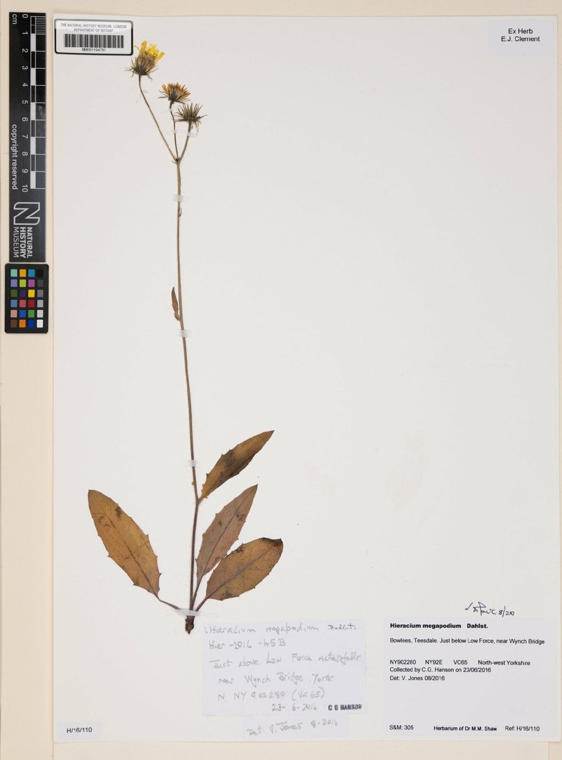Hieracium megapodium