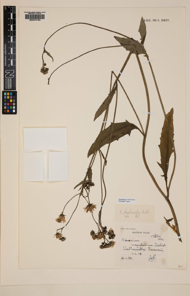Hieracium megapodium photo 2
