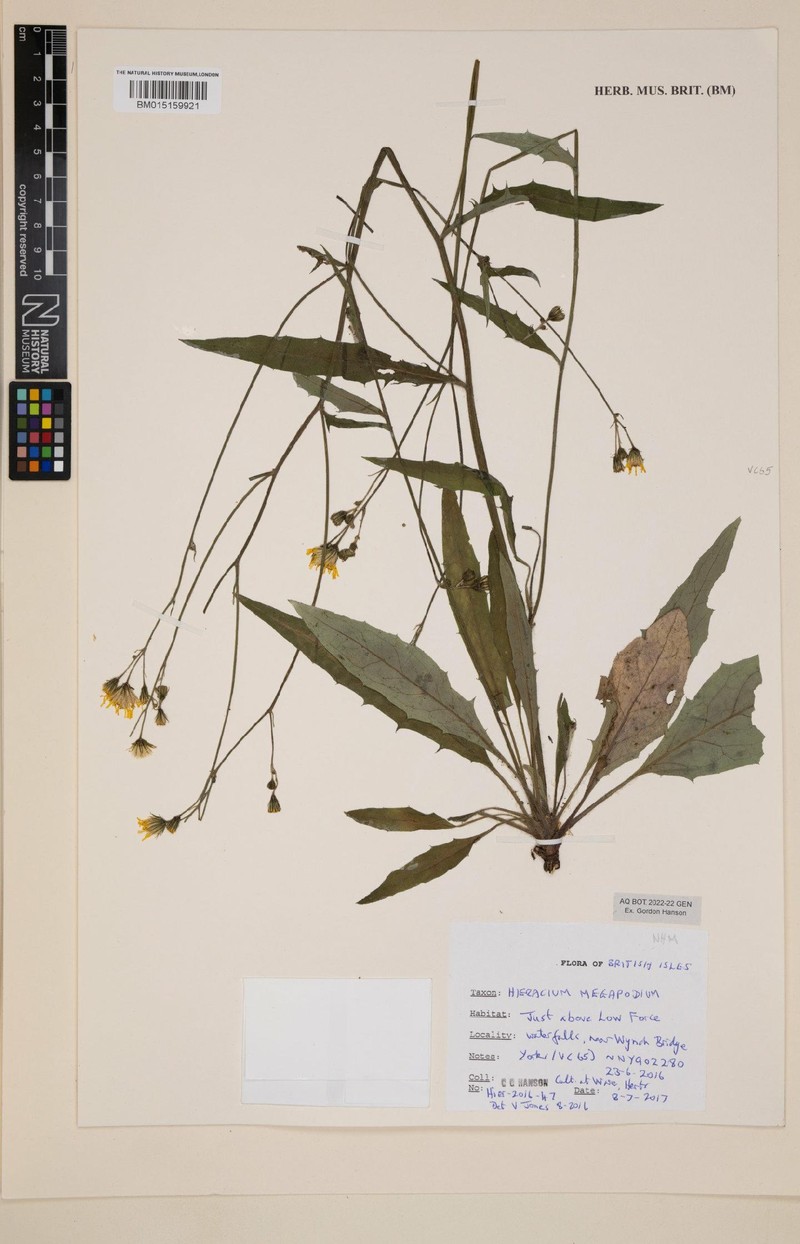 Hieracium megapodium photo 3