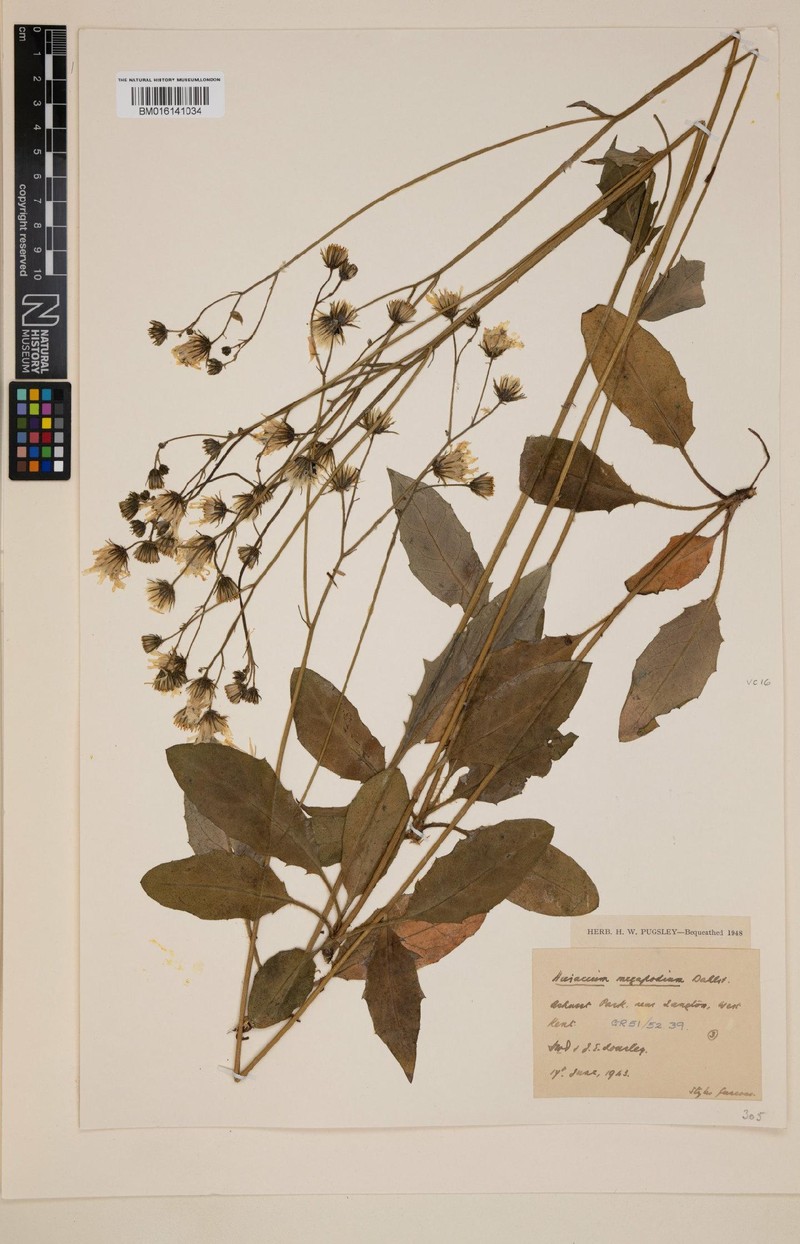 Hieracium megapodium photo 4