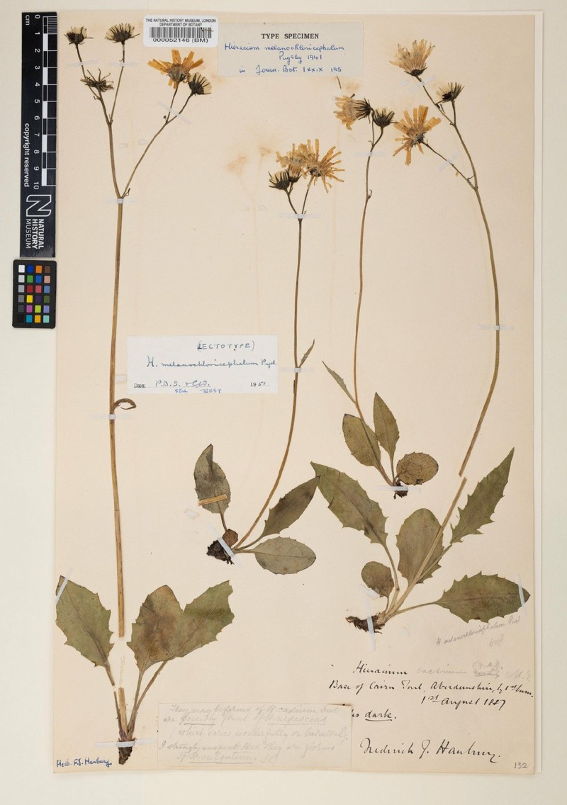 Hieracium melanochloricephalum