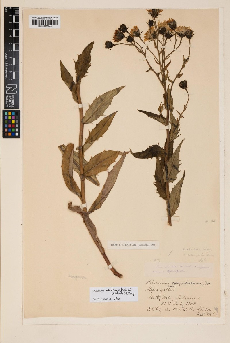 Hieracium melanoglochin