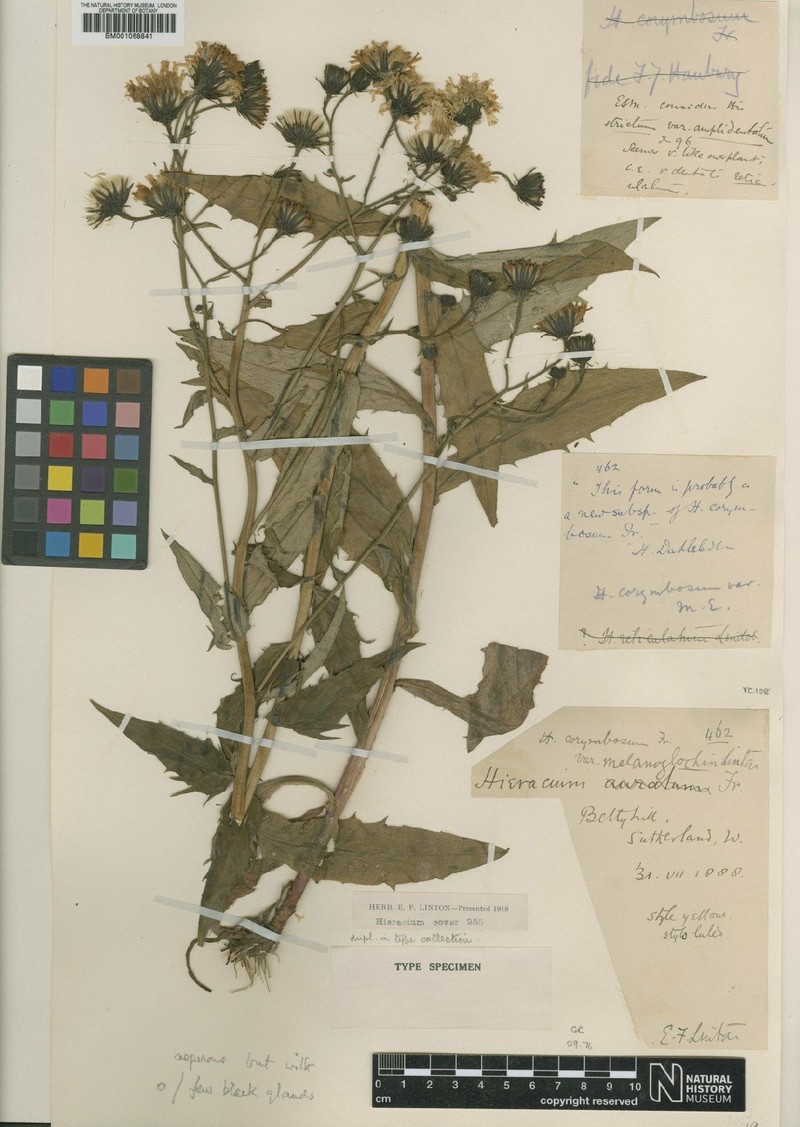 Hieracium melanoglochin photo 2