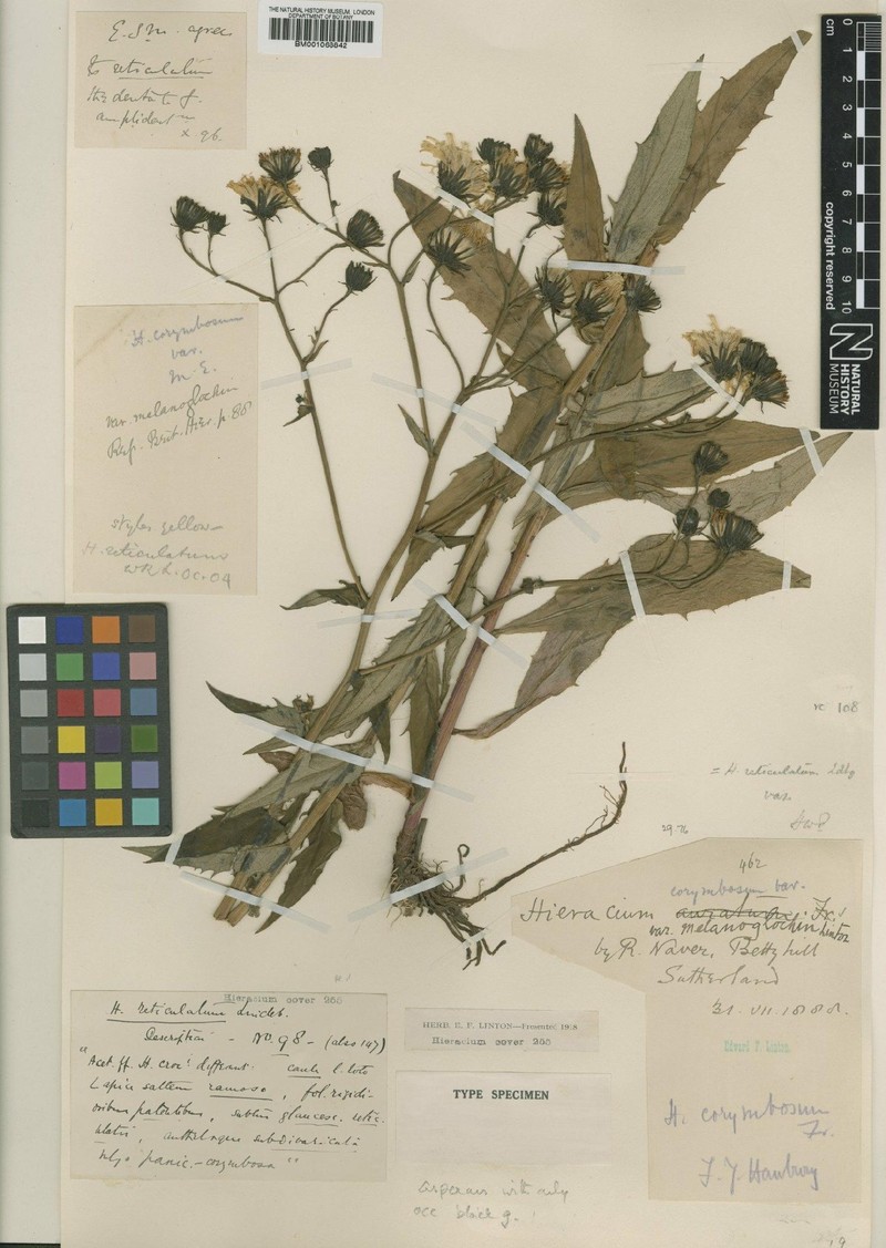 Hieracium melanoglochin photo 3