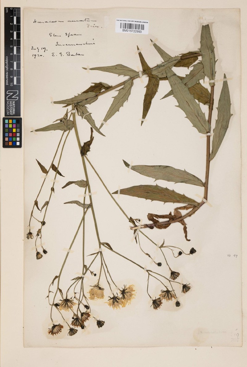 Hieracium melanoglochin photo 4