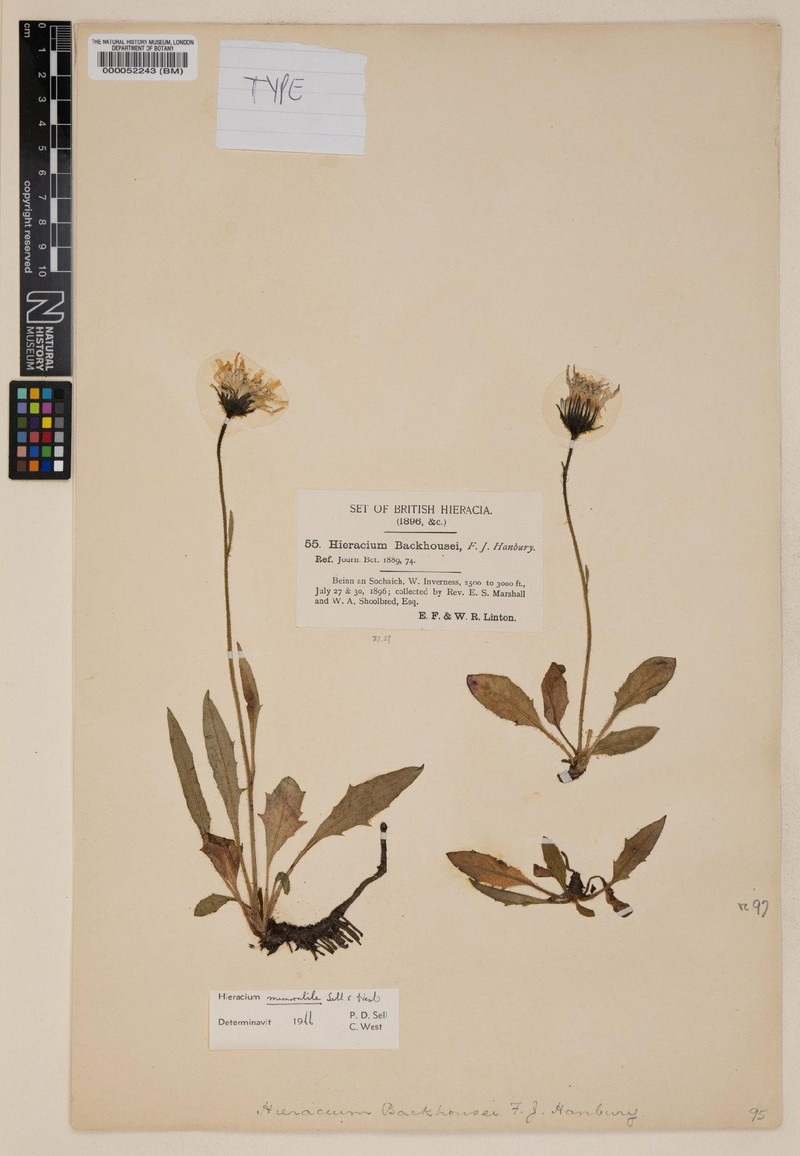Hieracium memorabile