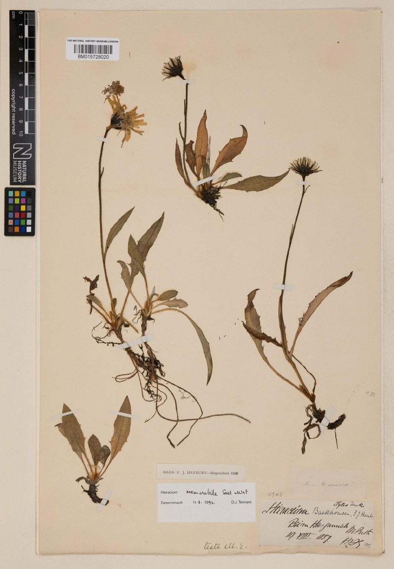 Hieracium memorabile photo 2