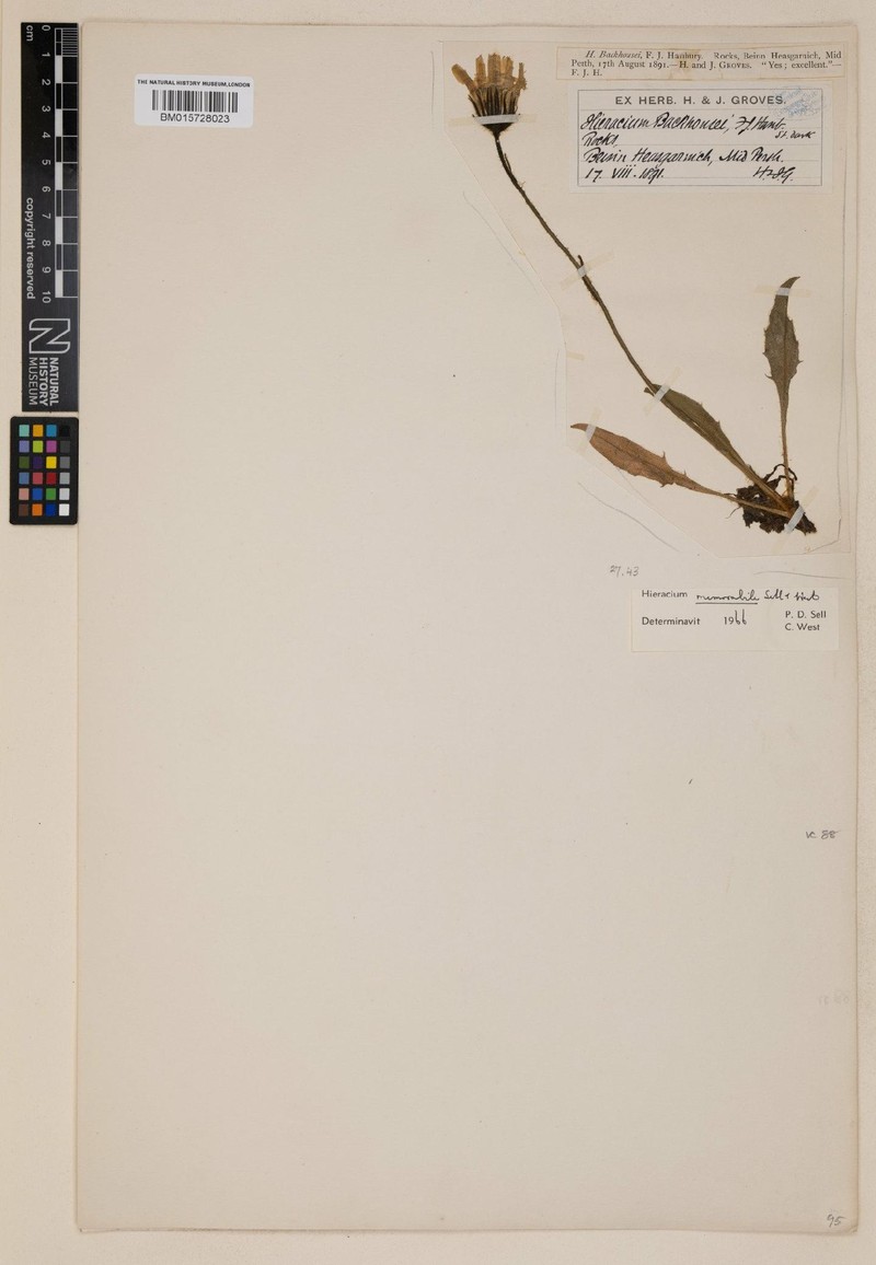 Hieracium memorabile photo 3