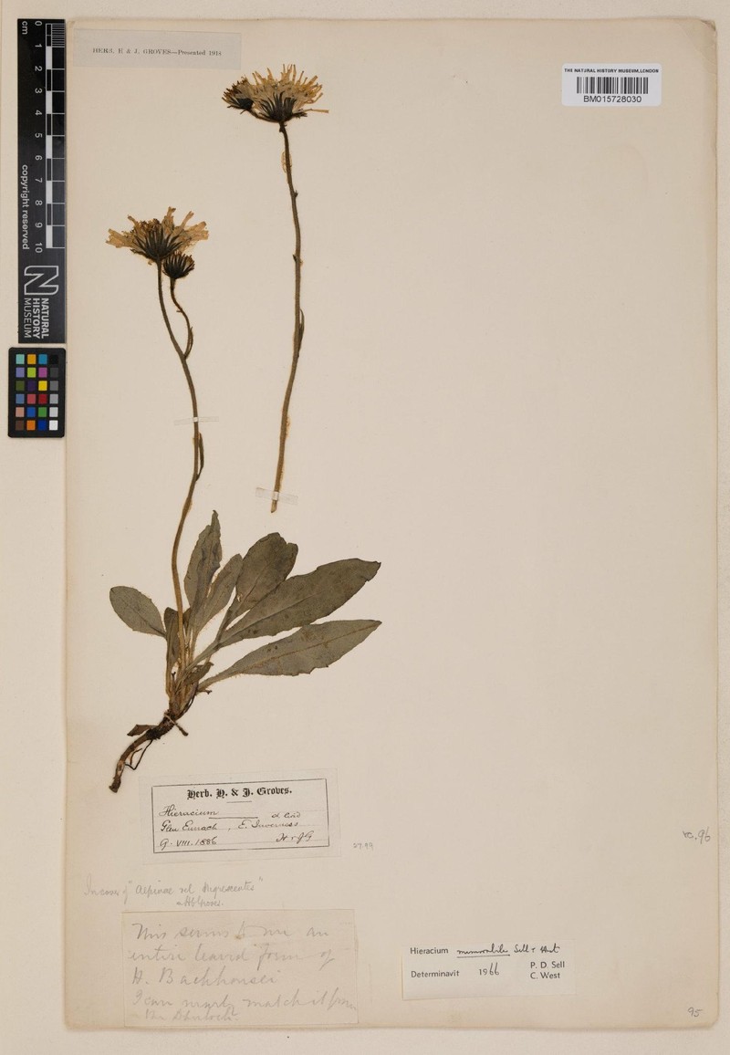 Hieracium memorabile photo 4