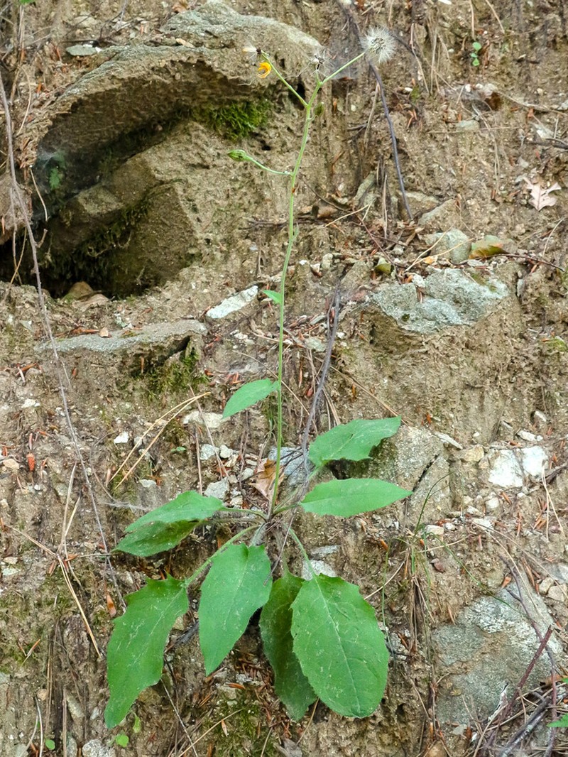 Hieracium metallicorum