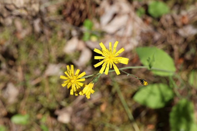 Hieracium metallicorum photo 2