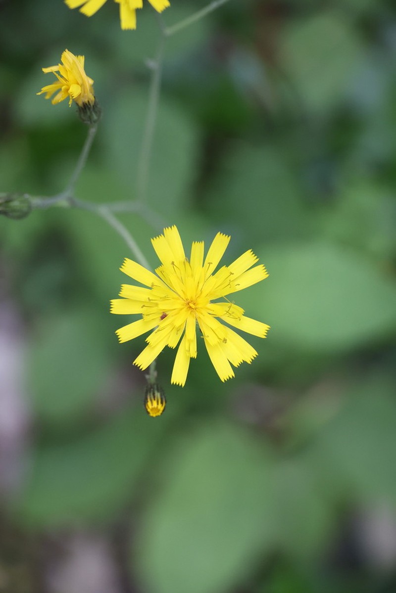 Hieracium metallicorum photo 3