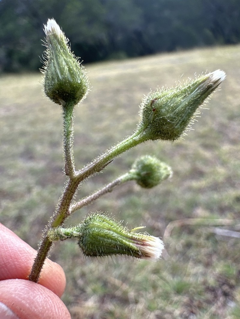 Hieracium mexicanum photo 2