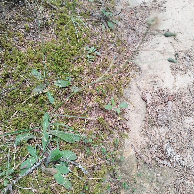 Hieracium mexicanum photo 3