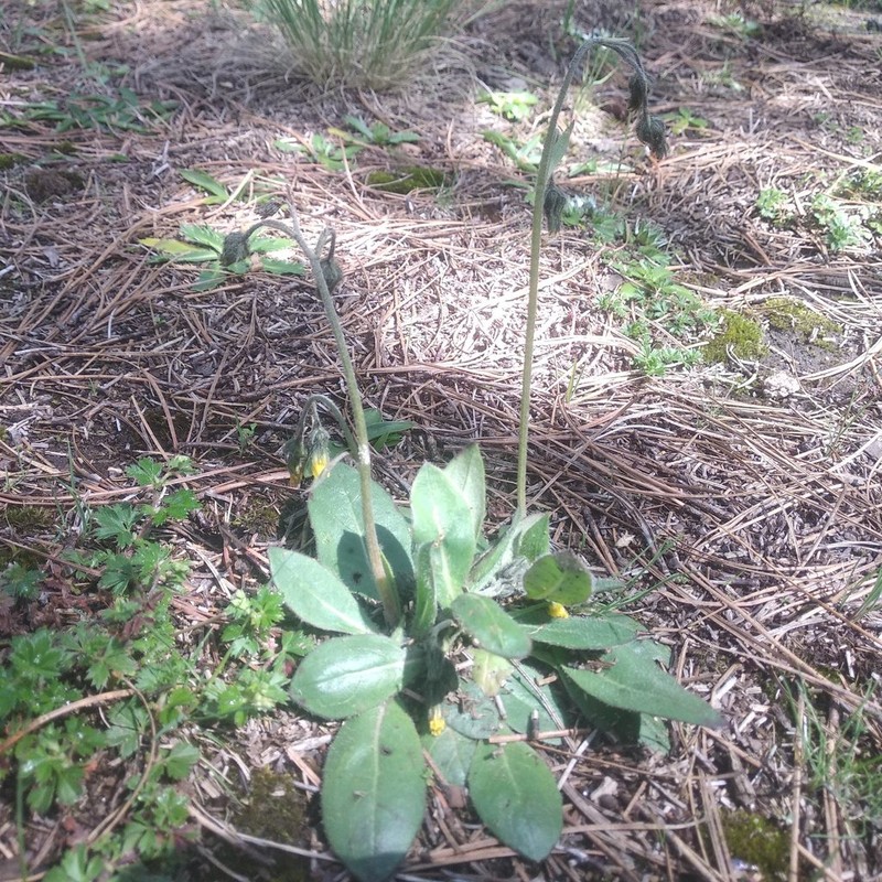 Hieracium mexicanum photo 4